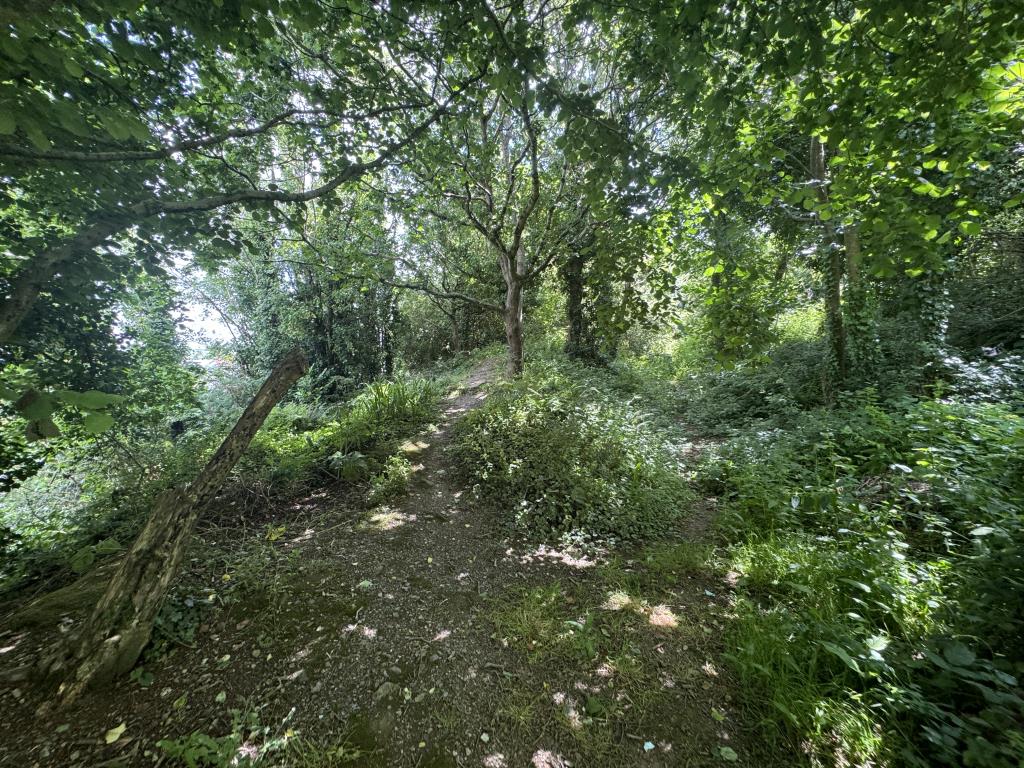 Lot: 154 - FREEHOLD PARCEL OF WOODLAND -